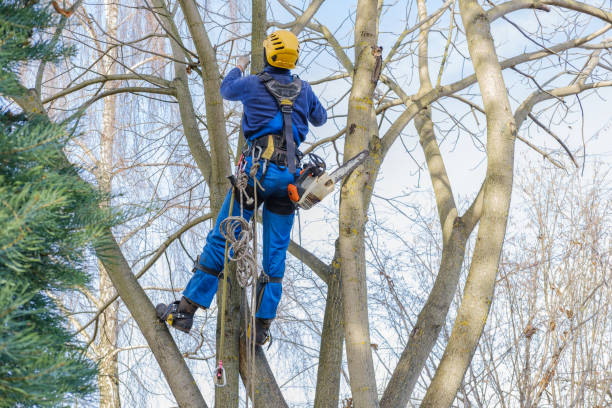 Best Seasonal Cleanup (Spring/Fall)  in Summit View, WA