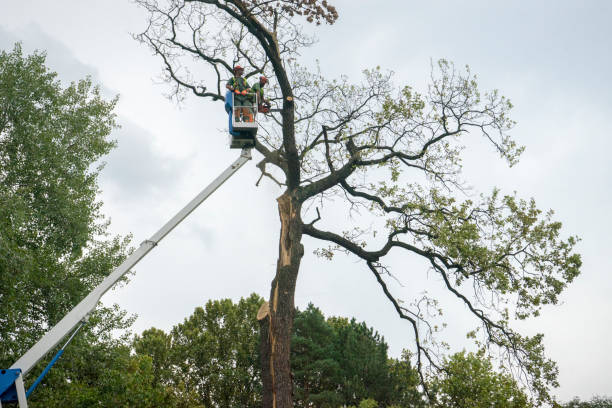 Summit View, WA Tree Care Company