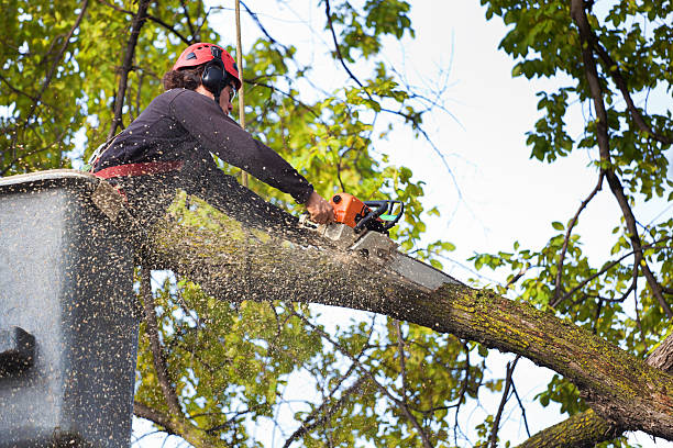 Best Palm Tree Trimming  in Summit View, WA